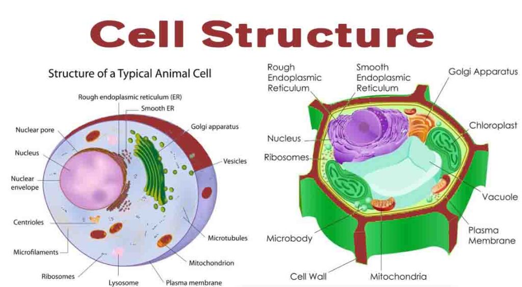 cell-structure