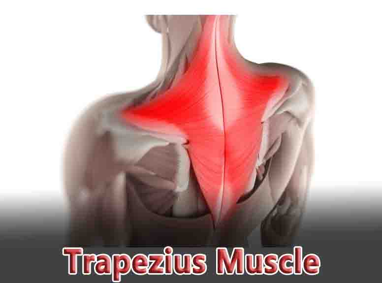 Trapezius Muscle